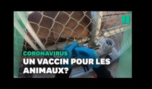 Contre le Covid, ce zoo en Californie teste un vaccin expérimental sur ses animaux