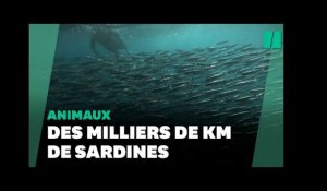 Ces sardines offrent un spectacle naturel grandiose