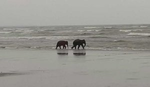Bangladesh: deux éléphants rescapés après quatre jours de calvaire sur une plage