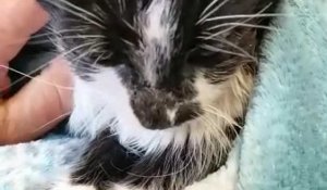 Haute-Savoie : un chaton torturé a été recueilli dans une clinique vétérinaire
