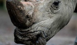 La PMA pour sauver de l'extinction le rhinocéros blanc du Nord