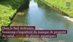 Sud Ardennes: la prolifération des plantes aquatiques inquiète
