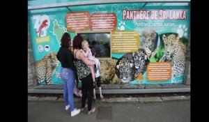 Zoo de Maubeuge: son directeur Jimmy Ebel se dit fier des deux naissances de bébés panthères du Sri Lanka