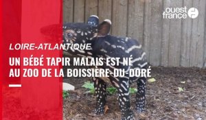 VIDÉO. En Loire-Atlantique, le zoo de La Boissière-du-Doré a accueilli un bébé tapir malais