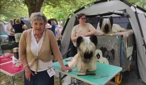 Au Quesnoy, un millier de chiens réunis le temps d'une expo nationale