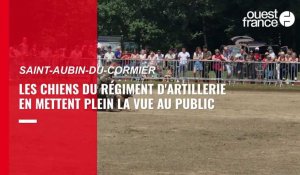 VIDÉO. Près de Rennes : les chiens des artilleurs de marine en démonstration