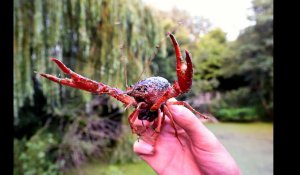 Bousignies-sur-Roc : à la pêche à l'écrevisse de Louisiane