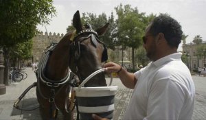 Espagne: les chevaux de calèche victimes de la canicule