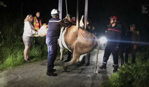 Deux vaches secourues dans le canal de l'Escaut à Estrun