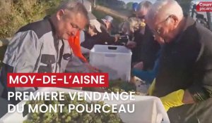 Moÿ-de-l'Aisne: première vendange du " Mont Pourceau "
