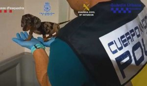 Espagne: 400 animaux secourus dans un coup de filet contre des trafiquants