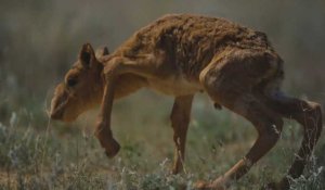 Autrefois en voie d'extinction, la chasse à l'antilope saïga est de nouveau possible au Kazakhstan