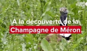 VIDÉO. La Champagne de Méron est la nouvelle réserve naturelle d’Anjou