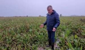 Dans le Calaisis, des milliers d'hectares de cultures agricoles menacés par les inondations
