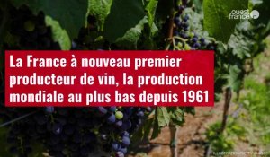 VIDÉO. La France à nouveau premier producteur de vin, la production mondiale au plus bas depuis 1961