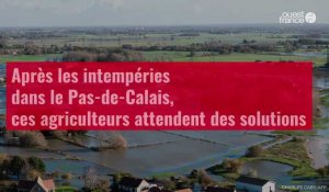 Après les intempéries dans le Pas-de-Calais, ces agriculteurs attendent des solutions