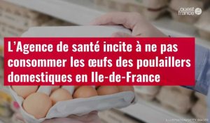 VIDÉO. L’Agence de santé incite à ne pas consommer les œufs des poulaillers domestiques en Ile-de-Fr