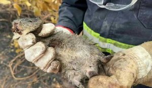 Brésil: des sauveteurs assistent les animaux blessés dans le Pantanal après des incendies