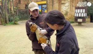 VIDÉO. Au Bioparc de Doué-la-Fontaine, les manchots sont capturés pour être vaccinés contre la grippe aviaire