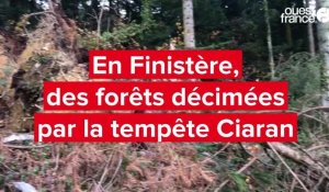VIDÉO. Tempête Ciaran en Finistère : dans ces forêts, les arbres décimés, des trous béants dans l'horizon 
