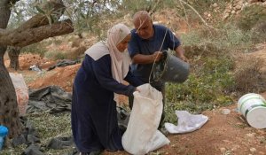 En Cisjordanie occupée, les colons menacent la récolte des olives