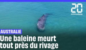 Australie : Une baleine meurt à quelques mètres du rivage