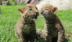 Des bébés léopards dans une zoo péruvien
