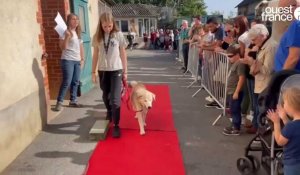 À Laval, la SPA de la Mayenne organise un défilé de chiens à adopter
