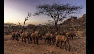 VIDÉO. Dans la savane, c'est l'homme qui fait le plus peur, selon une étude