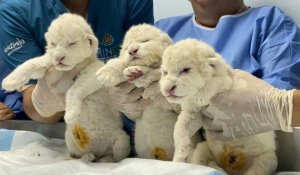 Venezuela: naissance de trois lionceaux blancs, une première dans le pays