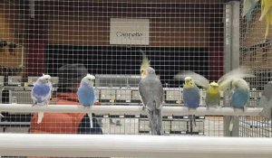Cappelle-la-Grande : 400 oiseaux réunis au Palais des arts