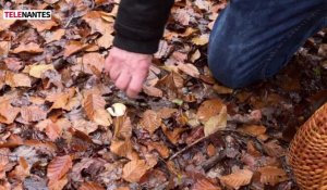 Champignons : des pousses d'automne tardives