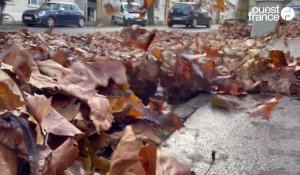 VIDÉO. Les équipes de Nantes ramassent les feuilles mortes 