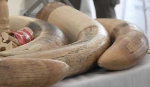 France: près de deux tonnes d'ivoire broyées pour endiguer son commerce