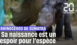 Indonésie : La naissance d’un bébé rhinocéros de Sumatra  est un espoir pour l’espèce#shorts