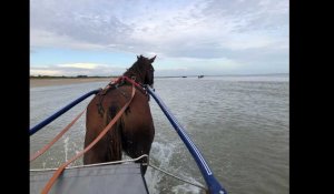 VIDEO. A Cabourg, faire un tour en sulky sur la plage, c'est possible...