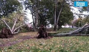 VIDEO. Tempête Ciaran : à Saint-Nazaire et Pornichet, les arbres ont payé le prix fort