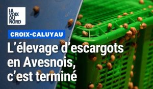 La ferme hélicicole de l'Avesnois met la clé sous la porte