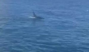 Une orque mâle aperçue par des pêcheurs boulonnais au large de Calais