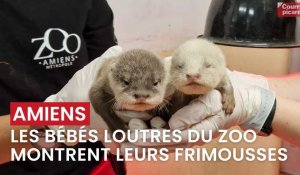 Découverte des bébés loutres au zoo d'Amiens