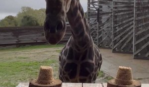 VIDEO.Obano, la girafe de Branféré, donne son pronostic pour la finale de la Coupe du monde de rugby