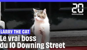 Qui est Larry the Cat, le chat du 10 Downing Street ? 