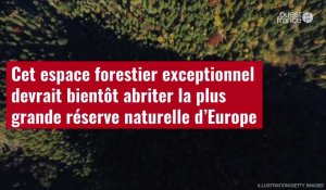 VIDÉO.Cet espace forestier exceptionnel devrait bientôt abriter la plus grande réserve naturelle d’E