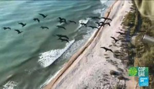 Changement climatique : les oiseaux migrateurs menacés