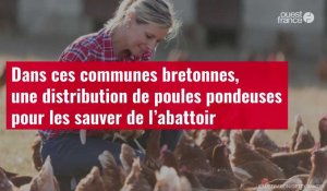 VIDÉO. Dans ces communes bretonnes, une distribution de poules pondeuses pour les sauver 