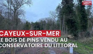 Cayeux-sur-Mer a vendu son bois de pins au Conservatoire du littoral