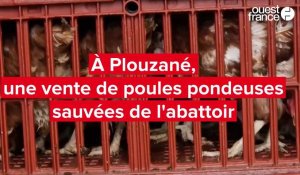 VIDÉO. En Finistère, une vente de poules pondeuses sauvées de l’abattoir
