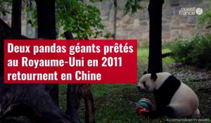 VIDÉO. Deux pandas géants prêtés au Royaume-Uni en 2011 retournent en Chine