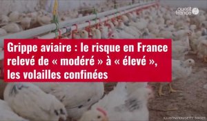VIDÉO. Grippe aviaire : le risque en France relevé de « modéré » à « élevé », les volailles confinée