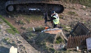 Royaume-Uni: début de l'enlèvement du célèbre arbre abattu